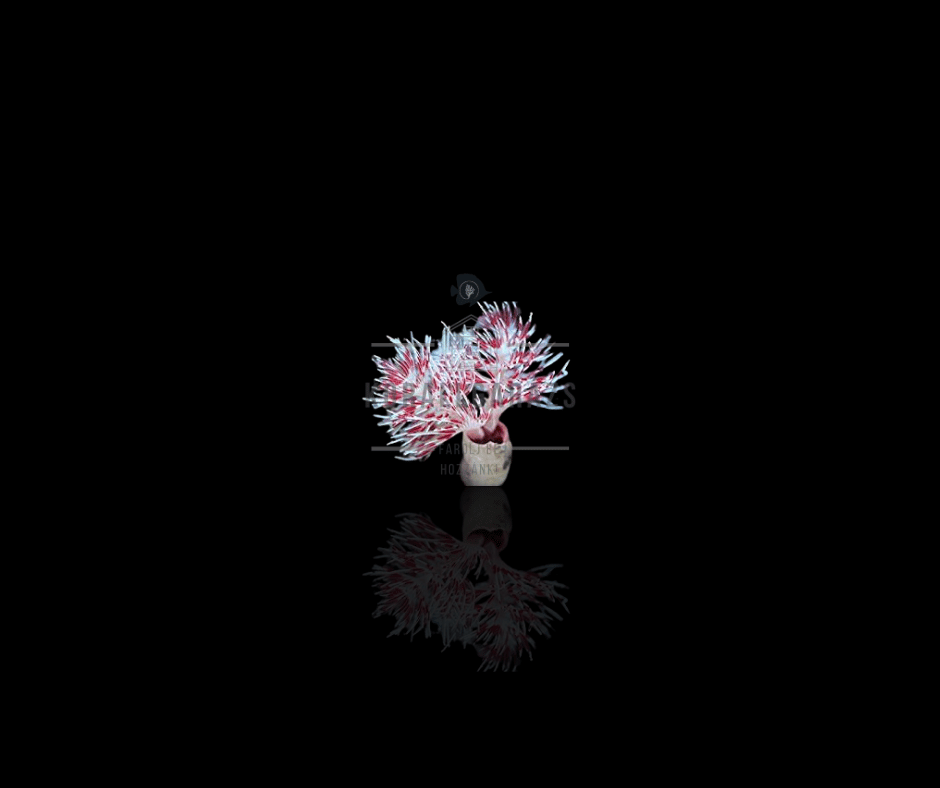 Protula Bispiralis (red white)